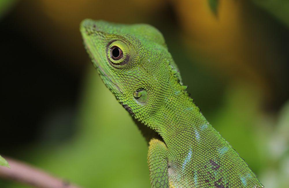 5 Kadal di Indonesia yang Mirip Iguana, Punya Ciri Fisik yang Serupa
