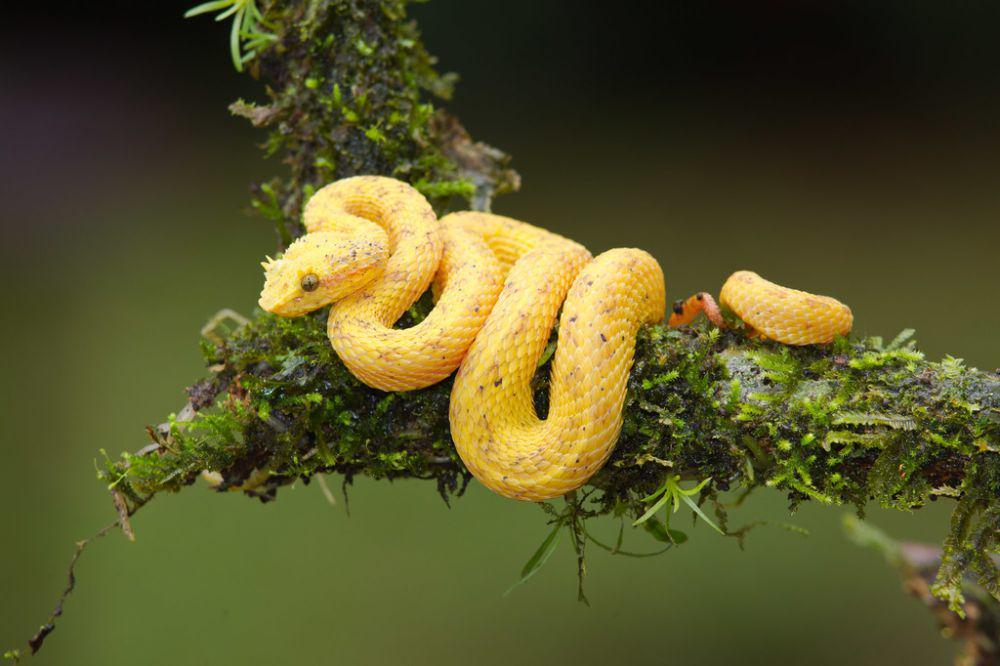 5 Hoaks tentang Reptil yang Banyak Dipercaya Orang Indonesia