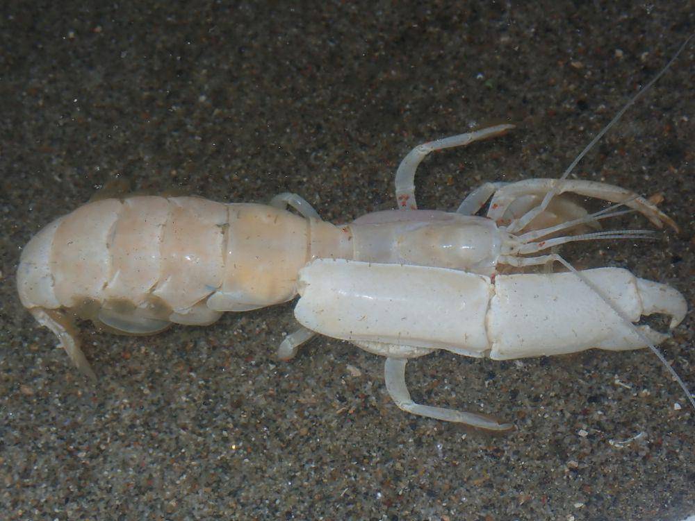 ilustrasi Neotrypaea gigas (inaturalist.org/crabsandshrimps)