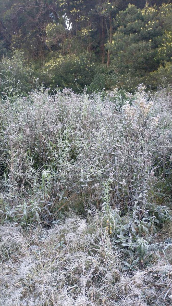 Fenomena frost atau embun upas di kawasan Gunung Bromo. (Dok. BB TNBTS)