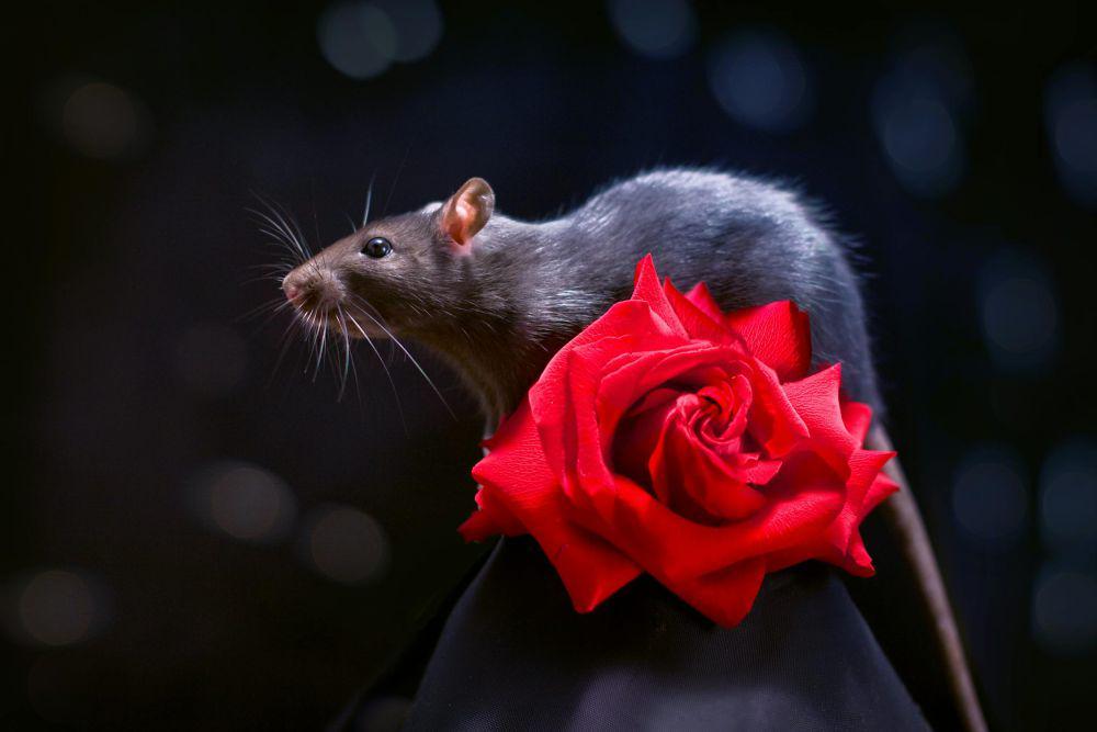ilustrasi tikus (pexels.com/Evgeniya Litovchenko)