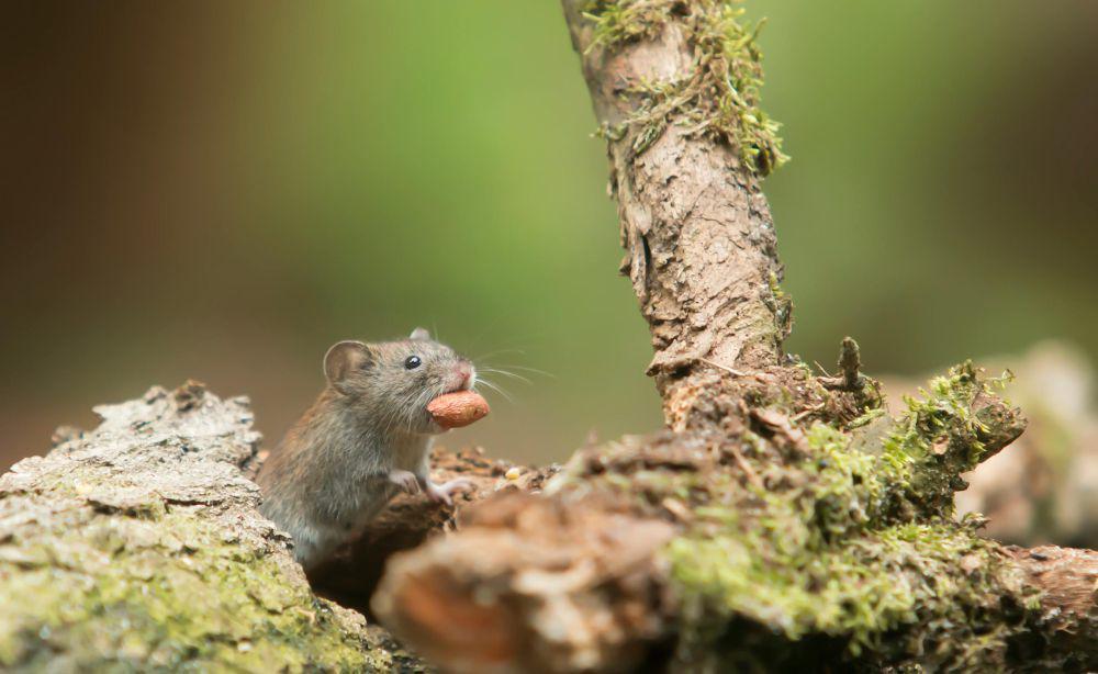 ilustrasi tikus (pexels.com/Monique Laats)