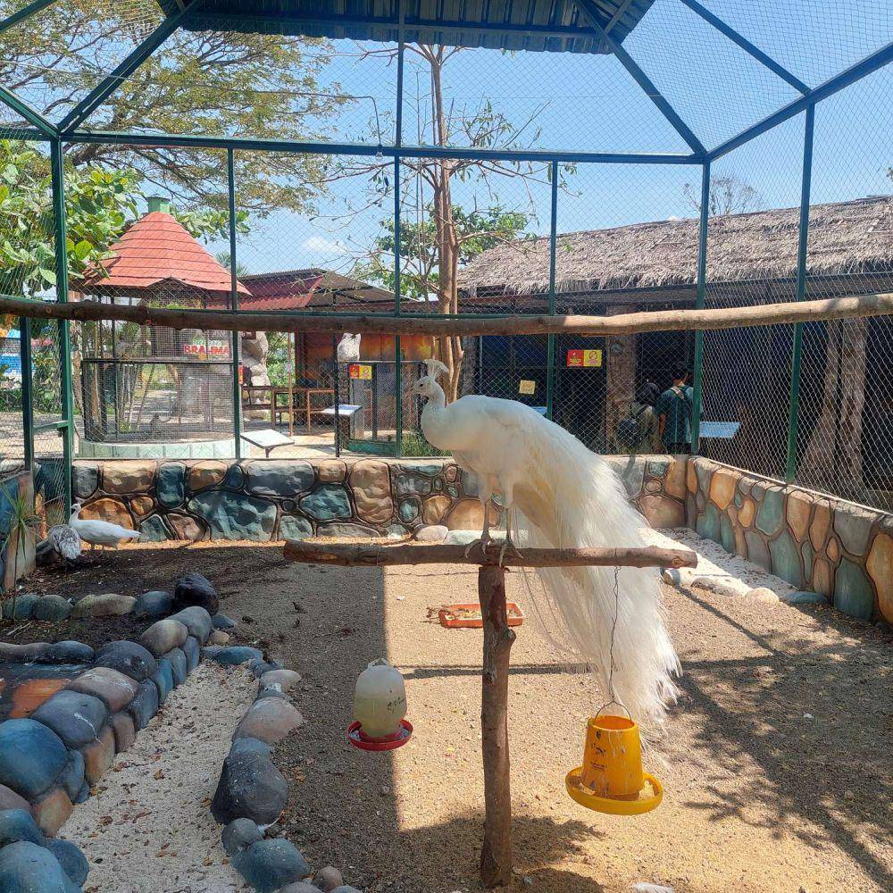 potret koleksi binatang di Jember Mini Zoo (google.com/maps/Gaun Yohana)