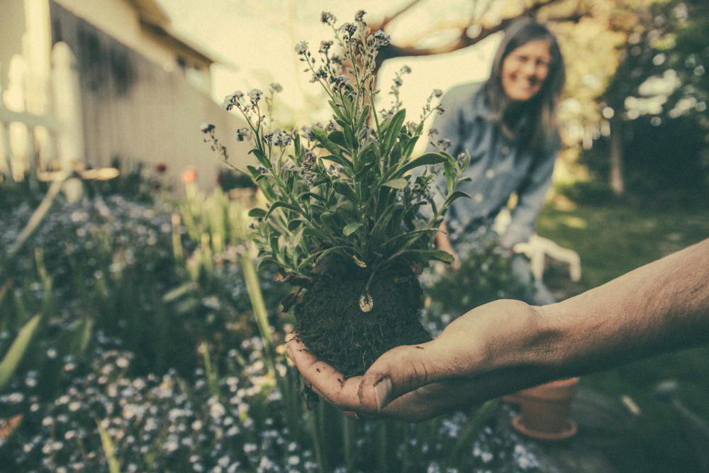 Catat! 5 Cara Efektif Menanam Tanaman Herbal di Pekarangan Rumah