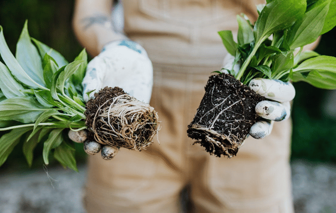 ilustrasi akar tumbuhan (pexels.com/karolinagabrowska)