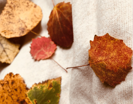 ilustrasi daun (pexels.com/kapusta)