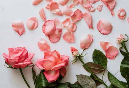 ilustrasi bunga mawar (pexels.com/karolinagabrowska)