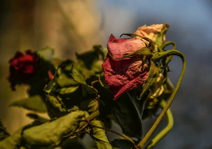 ilustrasi bunga layu (pexels.com/monicore)