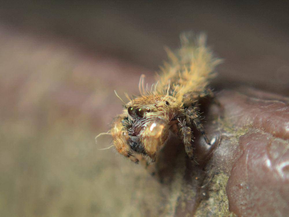 Laba-laba ulat pelompat (inaturalist.org/cosmophasis)