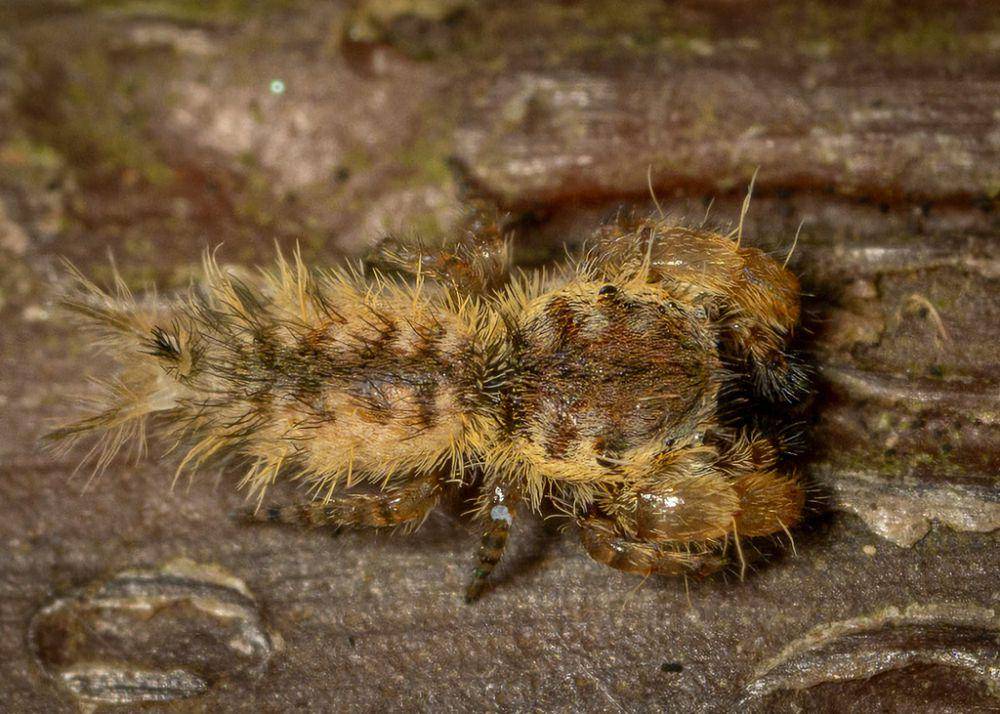 Laba-laba ulat pelompat (inaturalist.org/pauldickson)