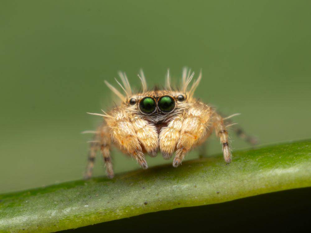 Laba-laba ulat pelompat (inaturalist.org/justinchans)