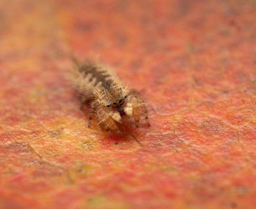 Laba-laba ulat pelompat (inaturalist.org/caiussaurus)