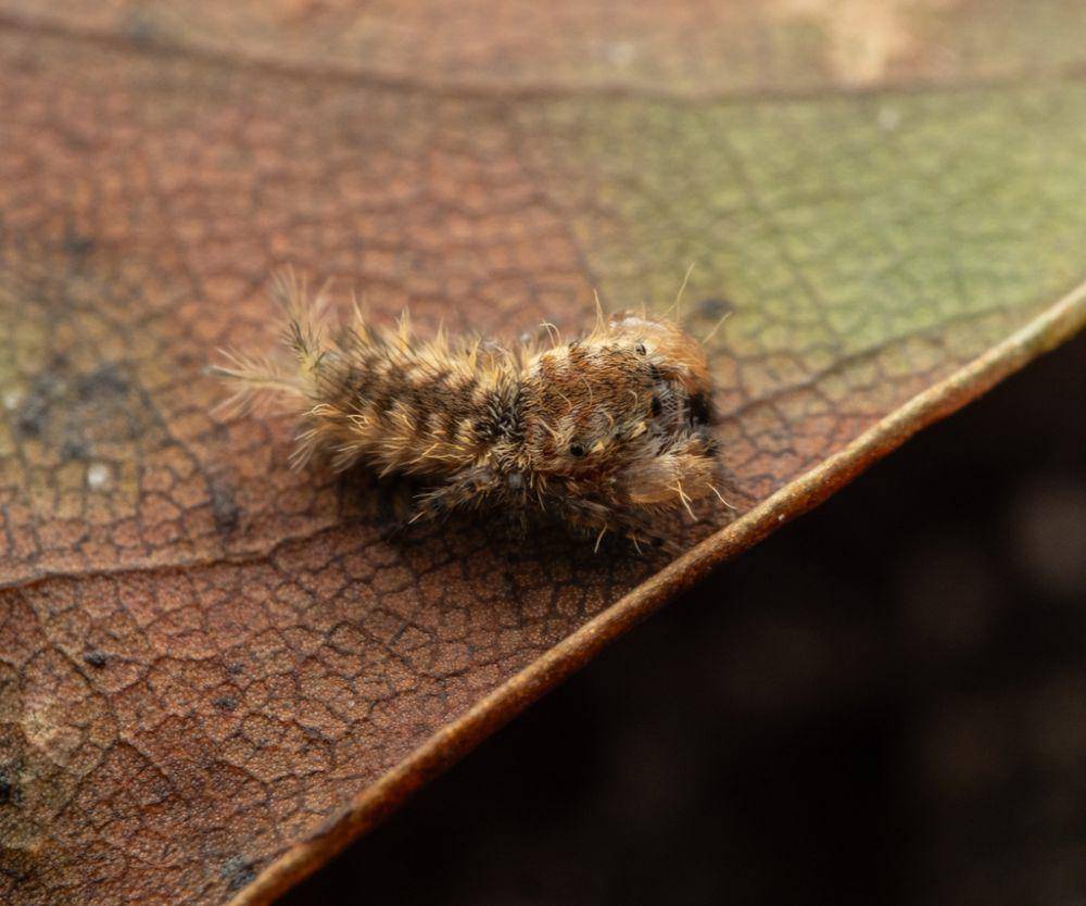 Laba-laba ulat pelompat (inaturalist.org/caiussaurus)