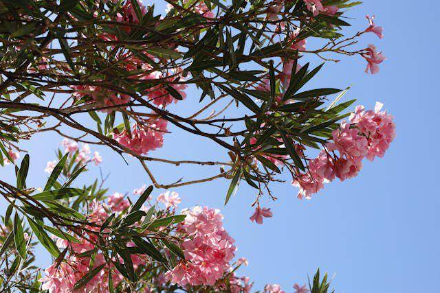 ilustrasi tanaman oleander (pexels.com/Erica On The Go)