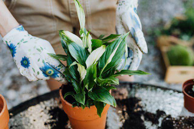 ilustrasi tanaman peachy lily (pexels.com/Karolina Kaboompics)