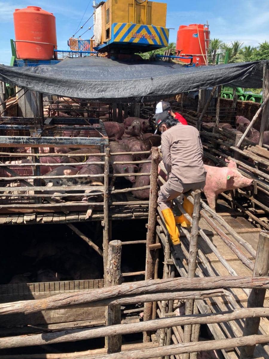 Petugas karantina memeriksa ternak babi yang baru tiba dari Bali, Minggu (14/7/2024). Dok. Istimewa