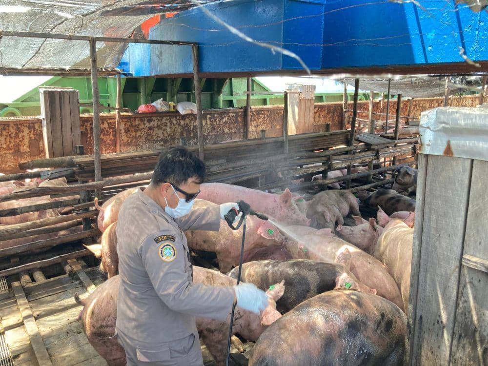 Dinyatakan Sehat, 750 Ekor Babi dari Bali Tiba di Sulawesi Utara