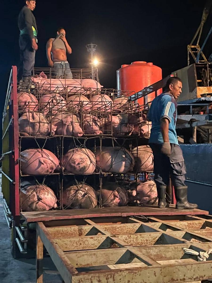 Ternak babi saat hendak dikirimkan dari Bali ke Sulawesi Utara pekan lalu. Dok. Istimewa