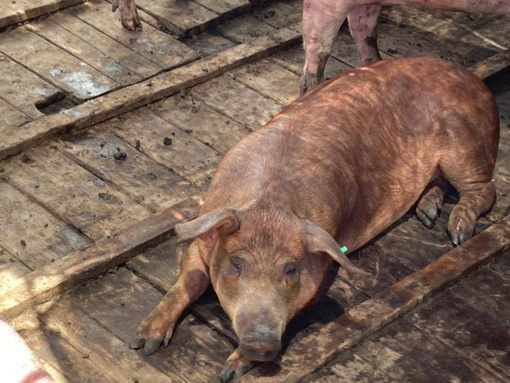 Ternak babi yang diimpor Pemprov Sulawesi Utara dari Bali. Dok. Istimewa