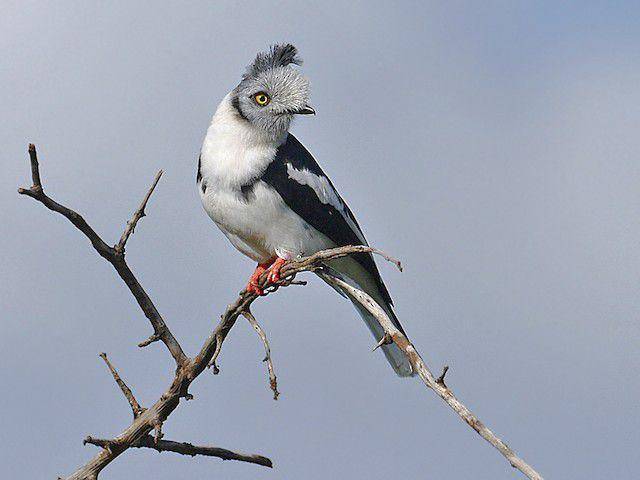 ilustrasi Helmetshrike jambul abu-abu (Birdsoftheworld.org)