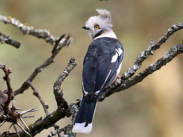 ilustrasi Helmetshrike jambul abu-abu (Birdsoftheworld.org)