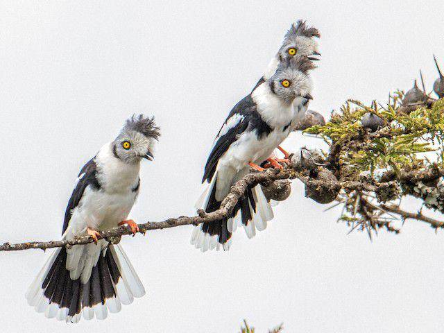 ilustrasi sekumpulan Helmetshrike (Birdsoftheworld.org)