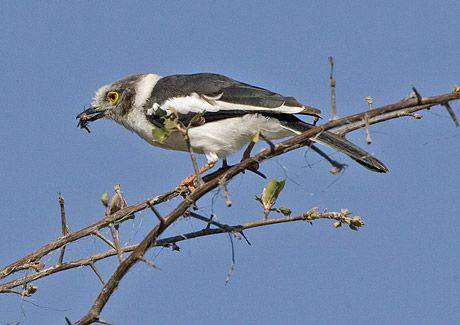 ilustrasi Helmetshrike sedang berburu (Warwicktarboton.co.za)