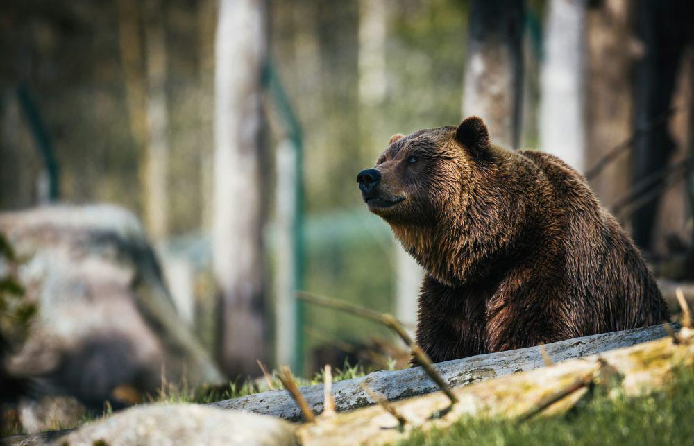 ilustrasi beruang (unsplash.com/🇸🇮 Janko Ferlič)