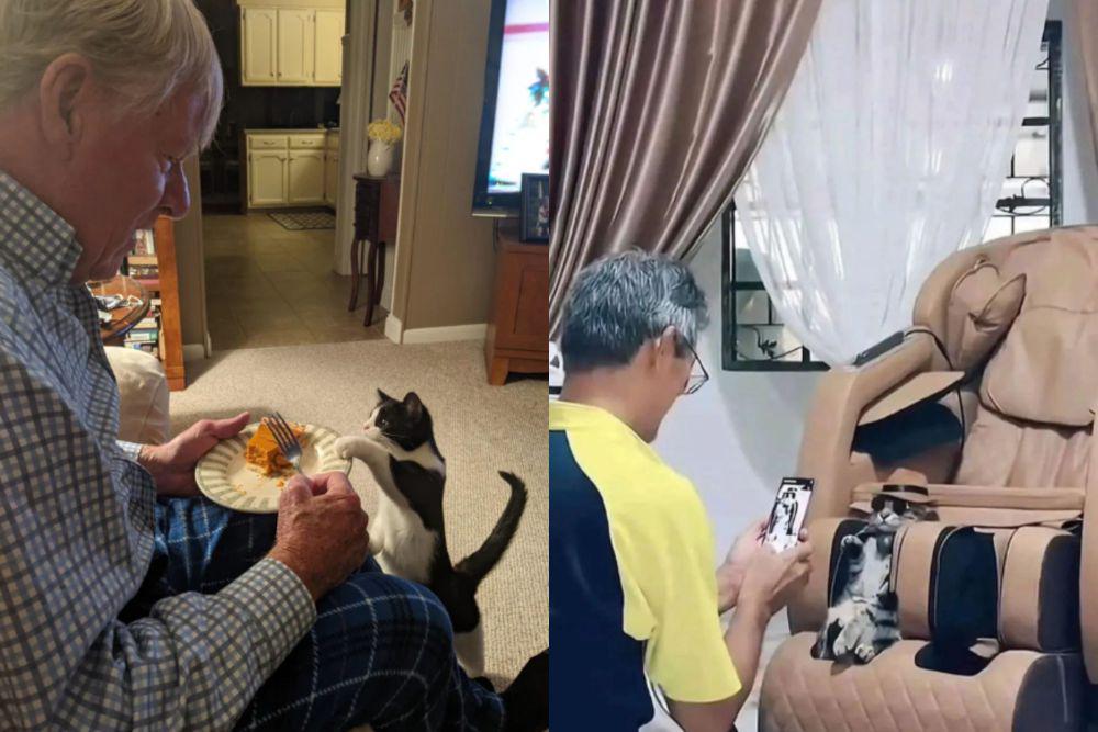 7 Foto Lucu Kucing Menghabiskan Waktu Bareng Kakek, Gemesin!