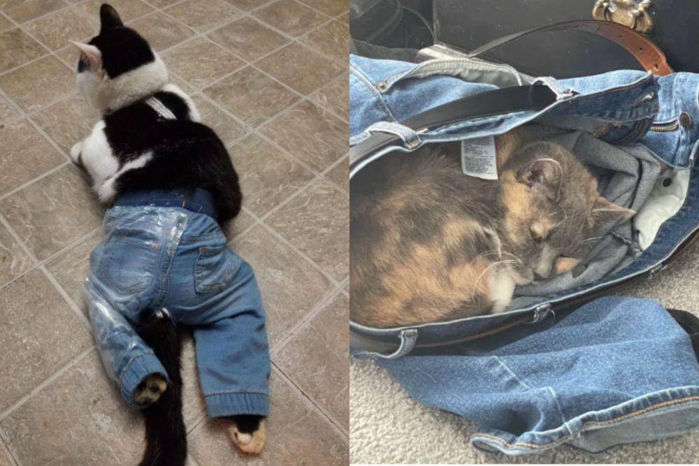 kolase potret lucu kucing dan celana jin (reddit.com/NTX_cat_rescue I reddit.com/beefkake5)