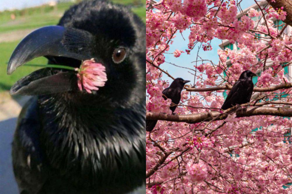 7 Potret Lucu Burung Gagak dan Bunga, Aura Seramnya Langsung Hilang!
