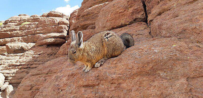 Viscacha (commons.wikimedia.org/Thomas Swerts)