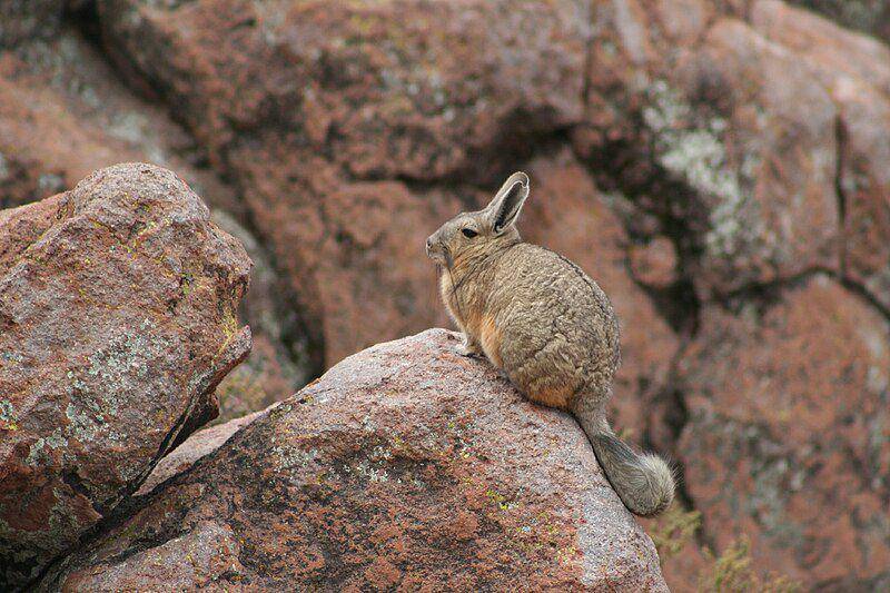 Viscacha (commons.wikimedia.org/Cody H.)