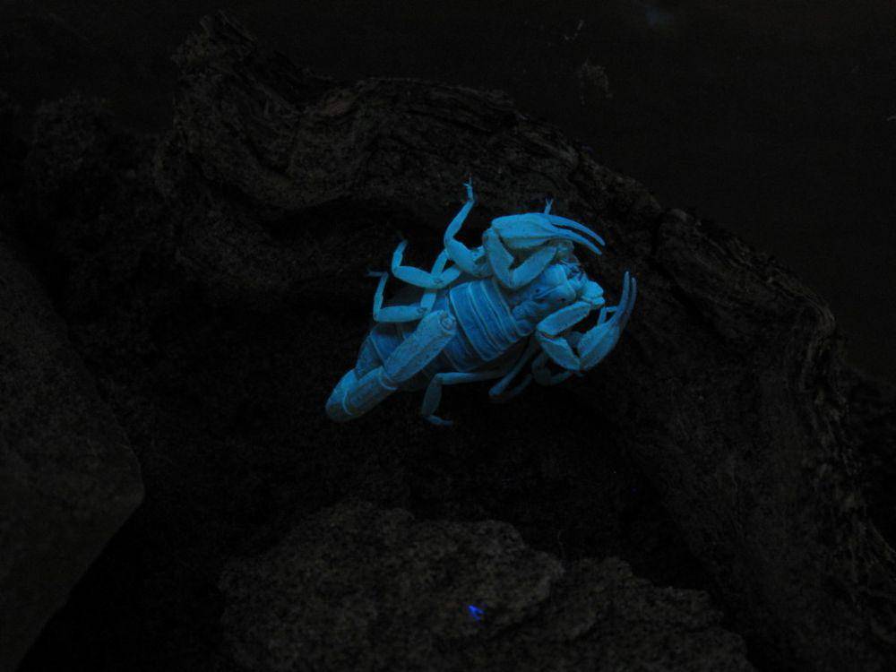 Kalajengking utara (inaturalist.org/matthias22)