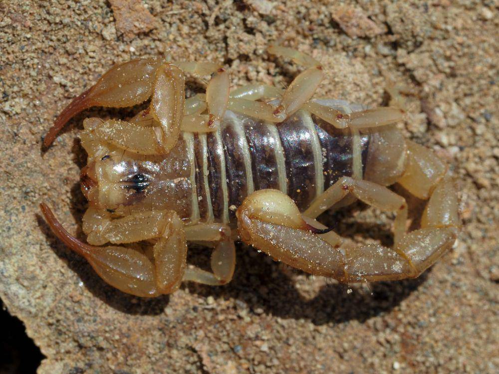Kalajengking utara (inaturalist.org/johndreynolds)