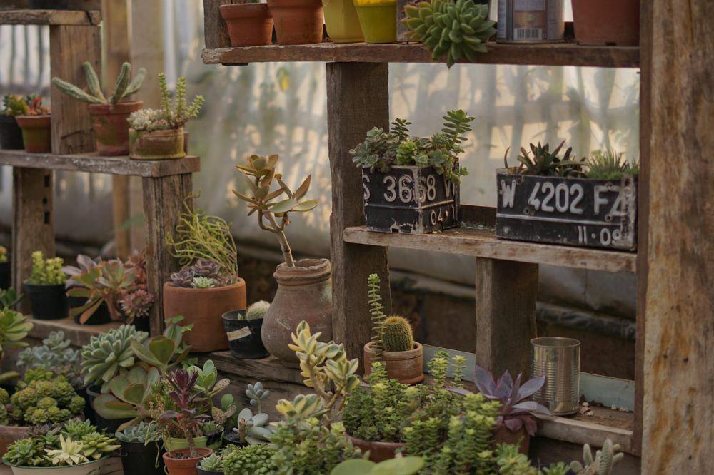10 Tempat Belanja Tanaman Hias di Jogja, Wujudkan Kebun Impian