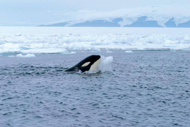 sosok orca yang hidup di perairan Antarktika (commons.wikimedia.org/Robert L. Pitman)