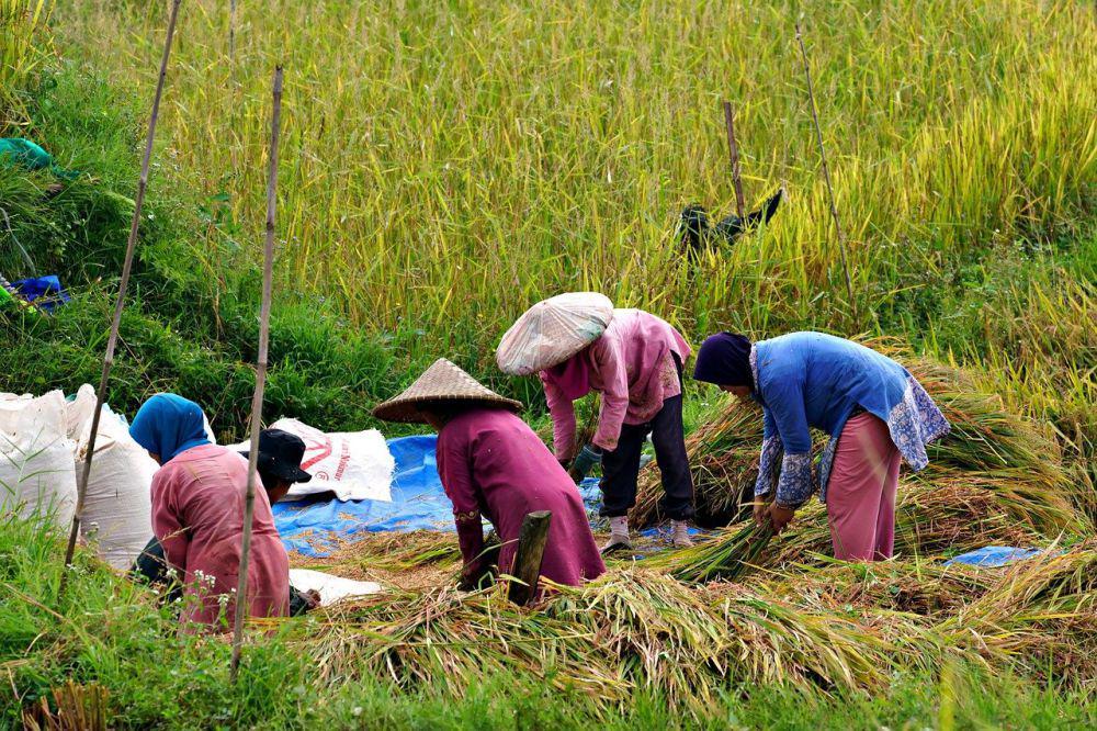 Kekeringan, Produksi Padi di Majalengka Diprediksi Turun