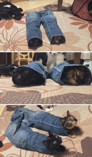 potret lucu kucing dan celana jin (reddit.com/bustybaddie)