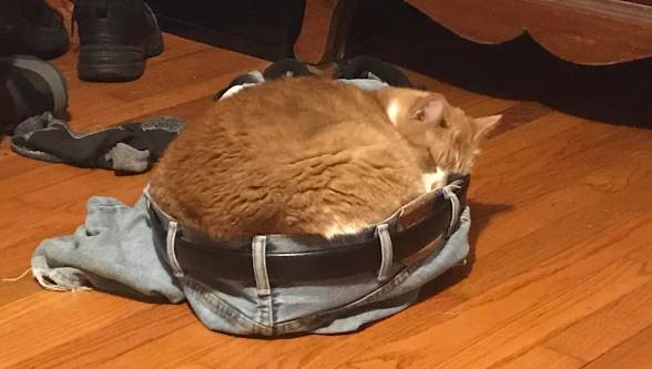 potret lucu kucing dan celana jin (reddit.com/Quarterscale)