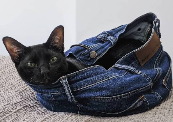 potret lucu kucing dan celana jin (reddit.com/comradebat)