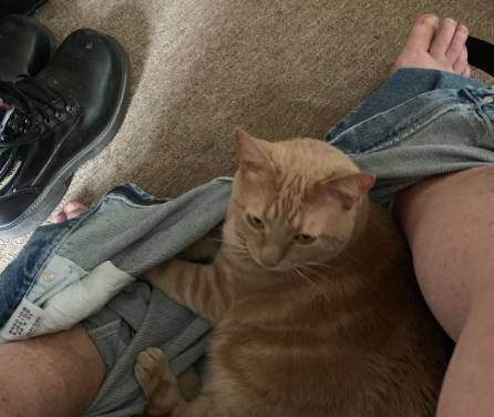 potret lucu kucing dan celana jin (reddit.com/alverian5)
