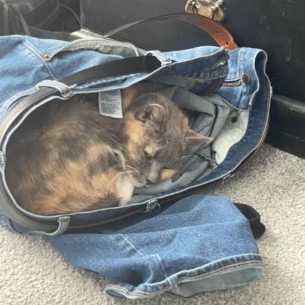 potret lucu kucing dan celana jin (reddit.com/beefkake5)