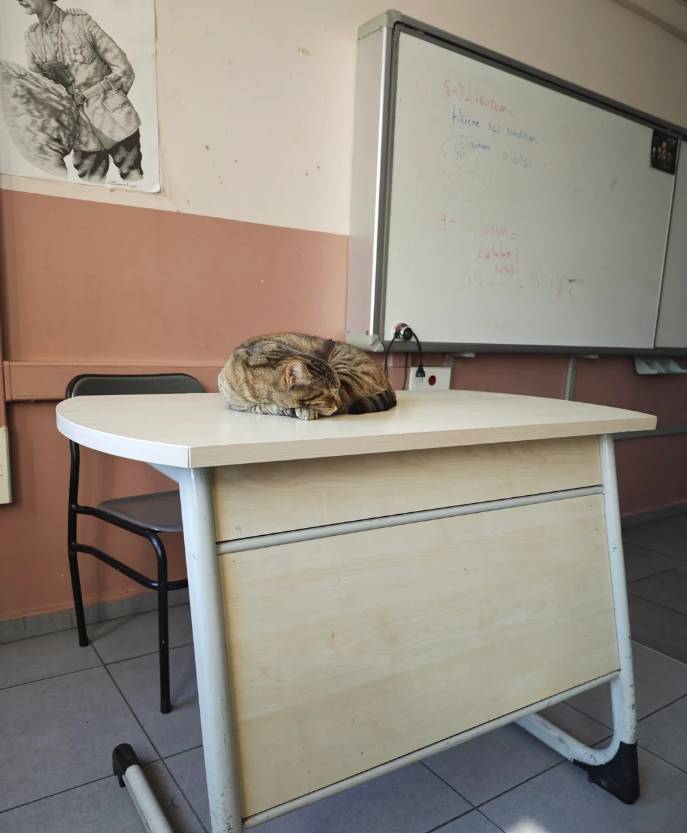 potret lucu kucing jadi guru (reddit.com/2011_Citroen_C4)