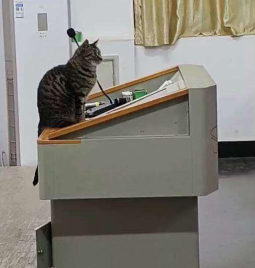potret lucu kucing jadi guru (tiktok.com/petsmeowwoof)
