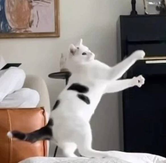 potret lucu kucing jadi guru (reddit.com/sudo771)