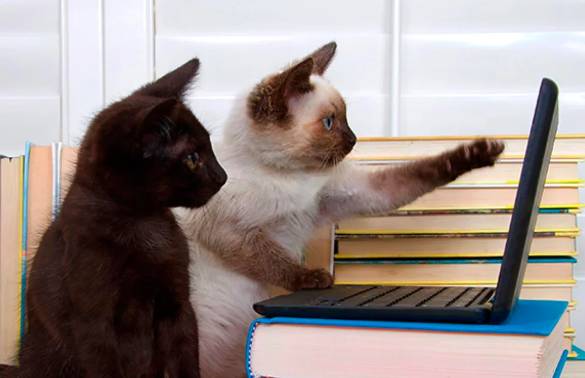 potret lucu kucing jadi guru (reddit.com/SkaOrNaw)