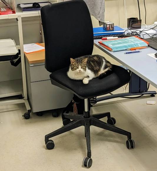 potret lucu kucing jadi guru (reddit.com/Sylvain-Occitanie)