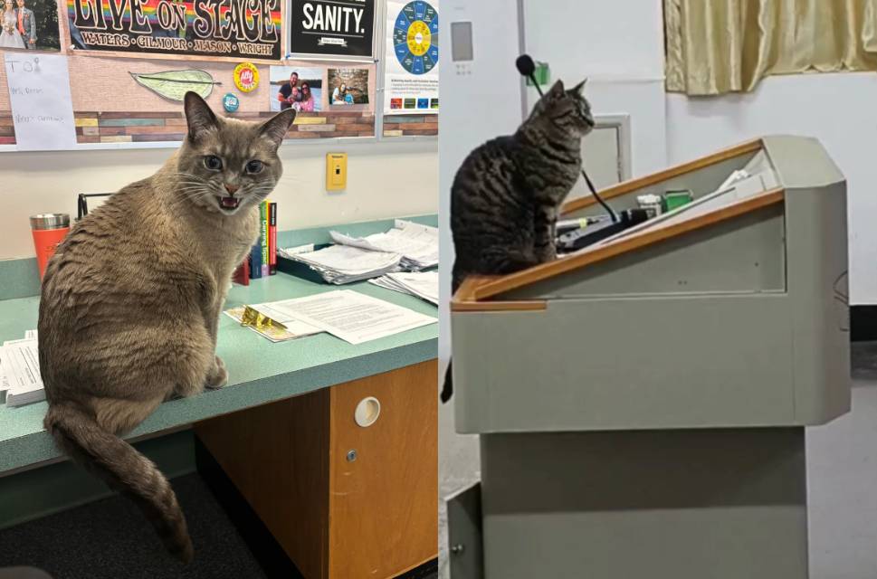 kolase potret lucu kucing jadi guru (reddit.com/Flaky_Dimension6208 I tiktok.com/petsmeowwoof)
