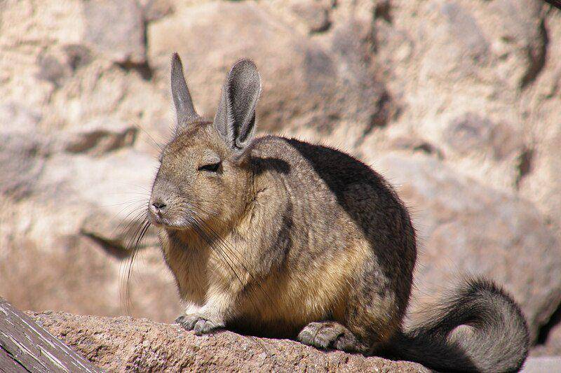 Viscacha (commons.wikimedia.org/Bachelot Pierre J-P)